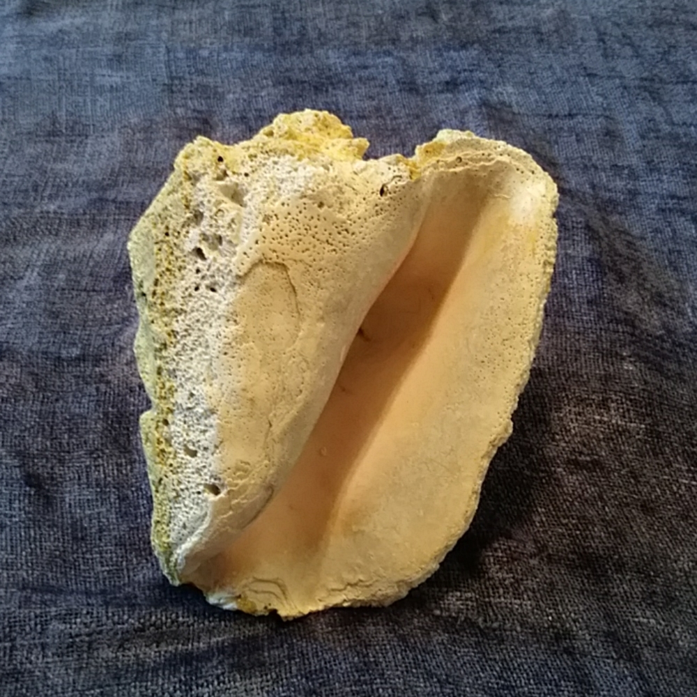 Conch Shell